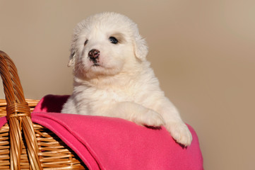 Pyrenäenberghundwelpe im Korb