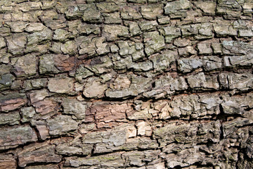 Bark tree