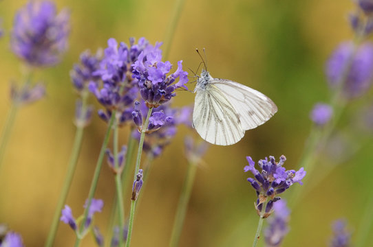 Closeup of cabbage white butterfly on lavender blossom