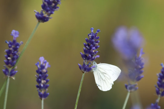 Closeup of cabbage white butterfly on lavender blossom
