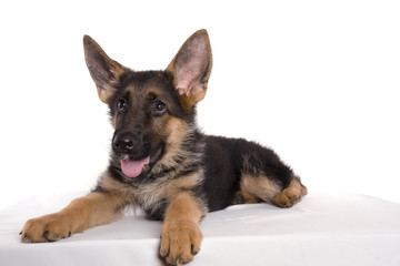 chiot berger allemand