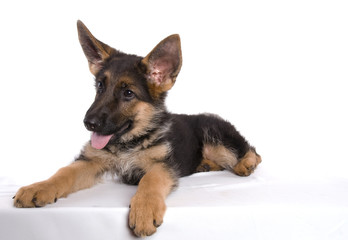 attitude de bébé berger allemand