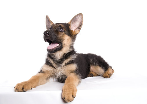 Berger Allemand Images Browse 1 651 Stock Photos Vectors And Video Adobe Stock