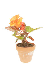 Begonia plant and flower