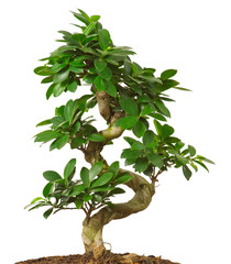 bonsai geïsoleerd op witte achtergrond