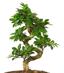 Afwasbaar Fotobehang Bonsai bonsai geïsoleerd op witte achtergrond