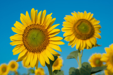 Field of sunflowers