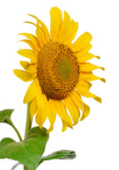Obraz premium Sunflower on white background