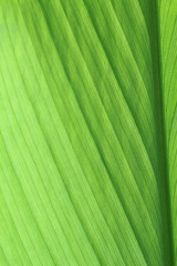 closs up green leaf