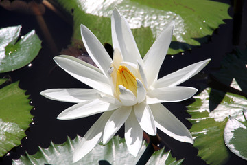 White lotus