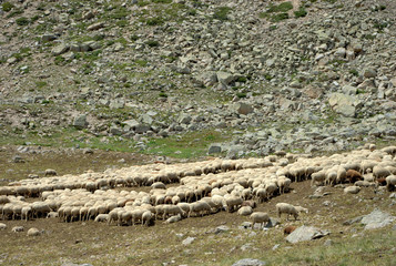 Troupeaux de moutons