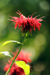 Obraz premium fiori 727