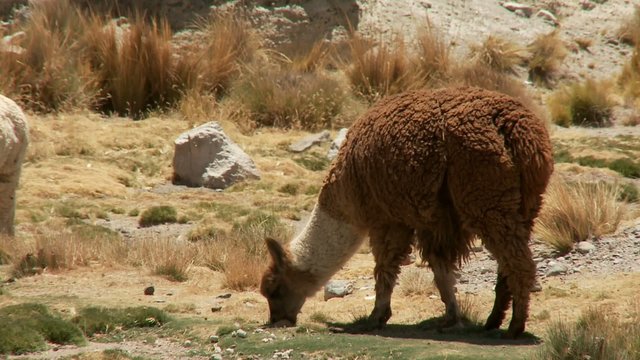 Lama (Alpaca)