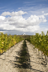 Fototapeta na wymiar Rows of a vineyard under a blue sky with some clouds