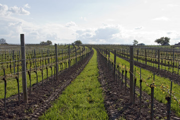 Fototapeta na wymiar rows of a vineyard