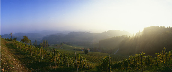 vineyard with a sunset and hills in the background