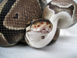 Obraz premium Schlange_1