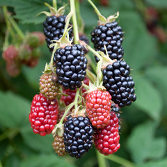 Brombeeren - Rubus sectio Rubus
