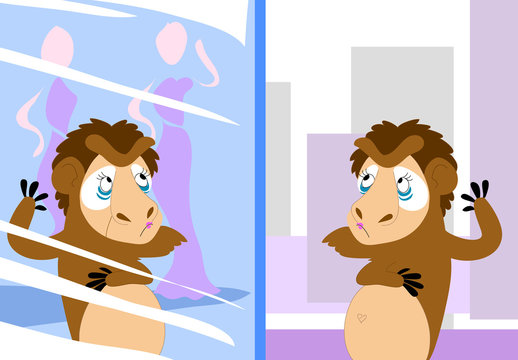 Babbuino che si specchia in una vetrina