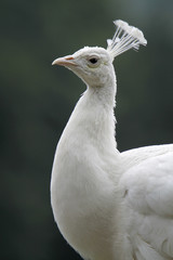 Weißer Pfau
