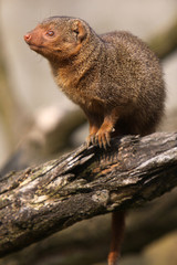 Südliche Zwergmanguste