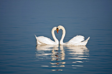 Fototapeta premium Beautiful swan pair