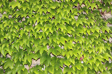 Blätterwand Hintergrund