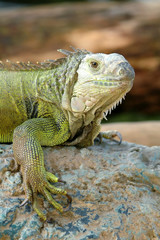 iguana