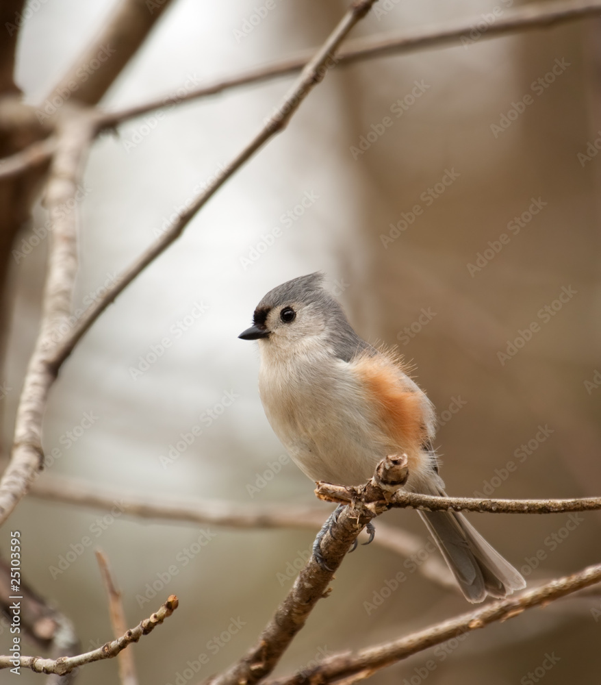 Wall mural Tufted Titmouse, Baeolophus bicolor