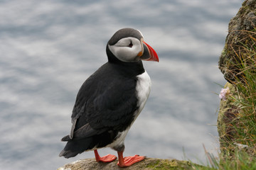 Puffin, Bird of Land and Sea