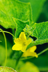 Yellow cucumber flower