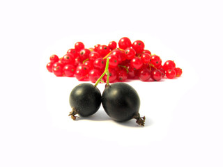 Black and red currant
