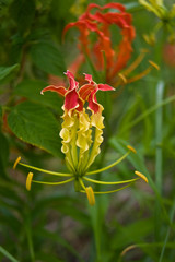 Red and yellow flower