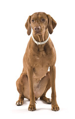 Beautiful female Hungarian Vizsla. Isolated on white background.