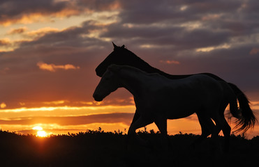 Fototapeta na wymiar herd of horses on sunset