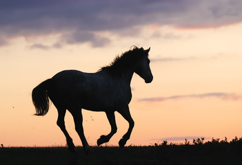 gray horse running on hill on sunset