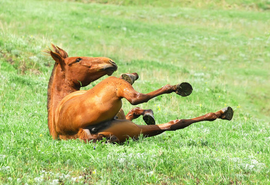 chestnut mare rolling in the grass on pasture