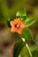 orange flower
