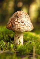 poisonous mushroom