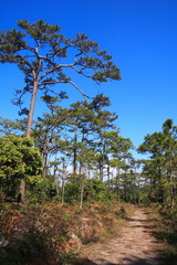 Phukraduang National Park