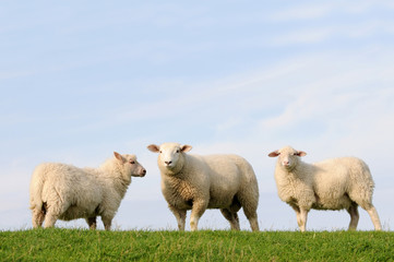 Fototapeta premium Drei Schafe auf dem Deich