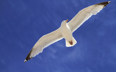 Single seagull in flight