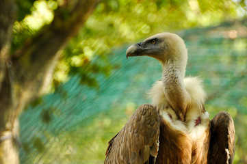 eagle vulture bird