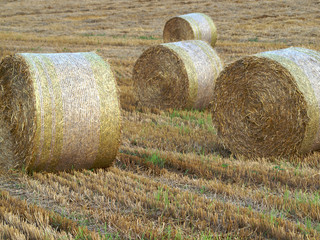 Strohrollen auf dem Feld