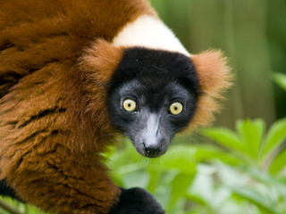Red ruffed lemur