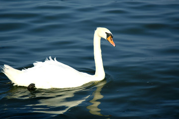 Mute Swan Floating in the Lake