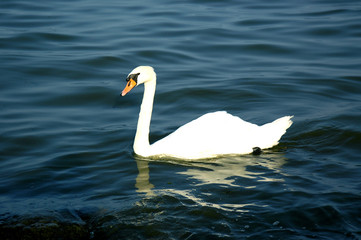 Mute Swan