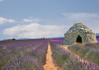 Champs de lavandes et borie