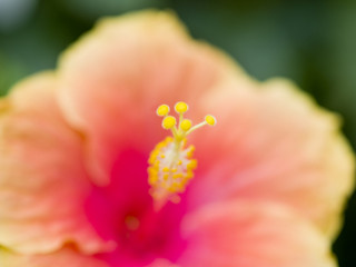 Macro of a pink flower