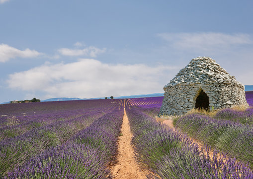 Champs de lavandes et borie